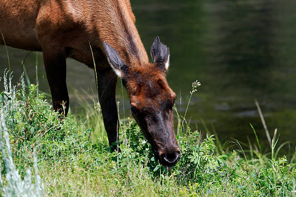 Grazing Cow Elk stock photo