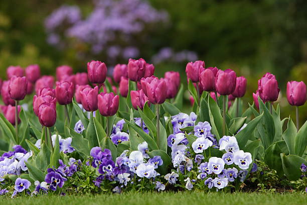 Amazing spring flowers