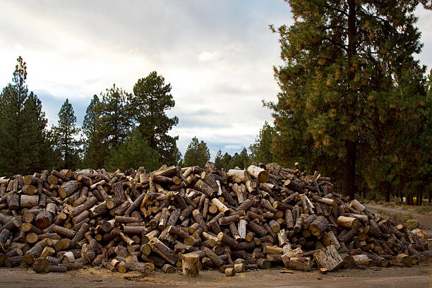 Log Pile stock photo