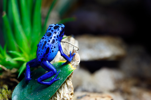 A macro shot of a Blue Poison Dart Frog (Dendrobates Azureus) in a tropical setting.  This frog is found in the forests surrounded by the Sipaliwini Savannah located in southern Suriname and Brazil.