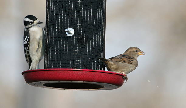 istock Downy woodpecker and sparrow 152515298