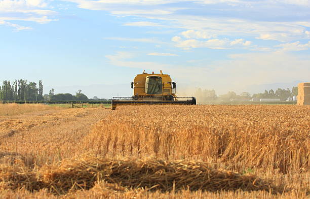 Harvesting wheat on the Canterbury plains stock photo