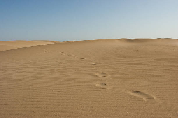 istock Track in the dessert 152515385