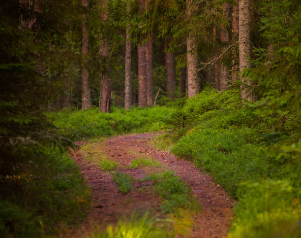 istock Enchanted Pathways: Majestic Forest Road in Summer Morning 1525157827