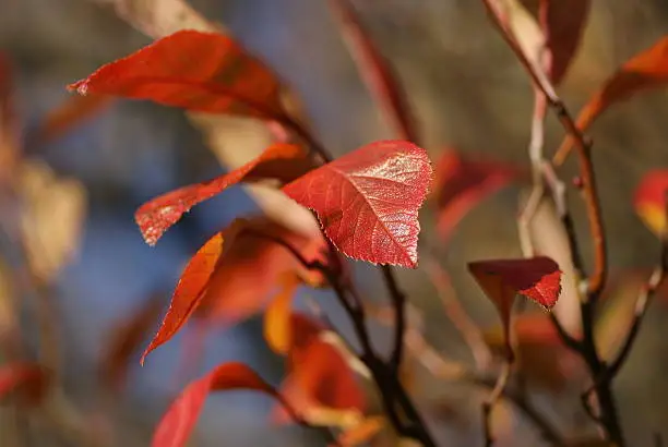 Redleaf closeup in autumn