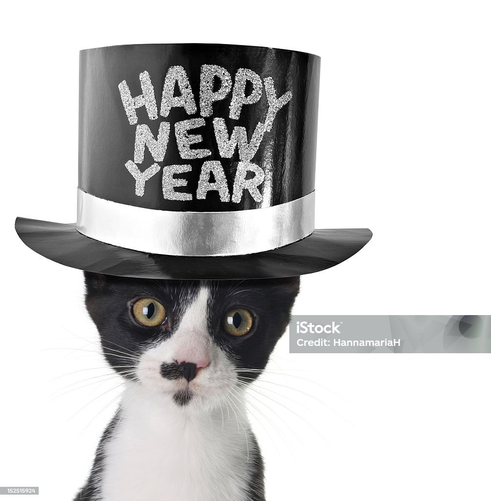 Happy new year kitten Kitten wearing a Happy New Year top hat. Domestic Cat Stock Photo