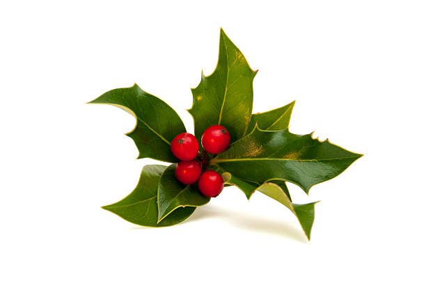 istock Small Sprig of Holly 152515996