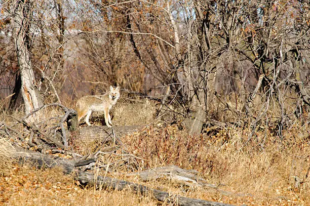 Western Coyotes in the wild in autumn