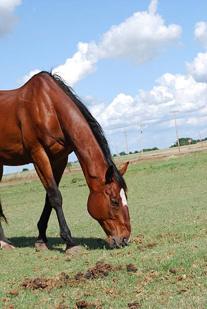 istock Bay Racing horse eating grass 152516168