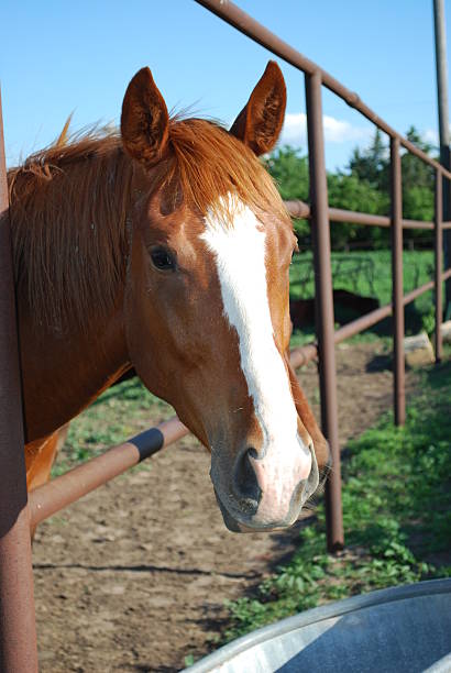 istock Sorrel Racing Horse 152516172