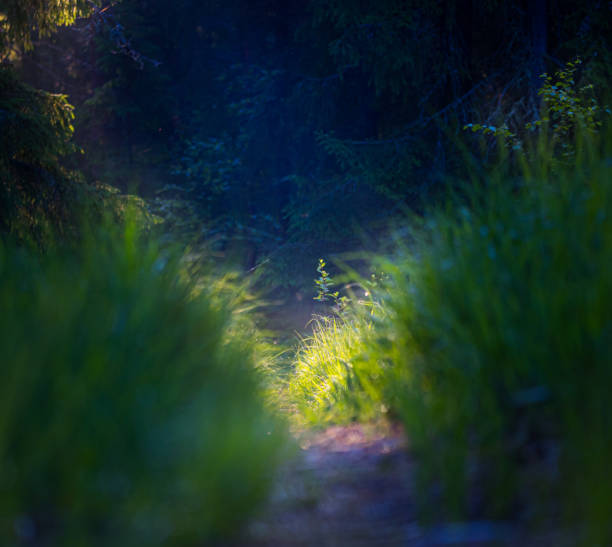 Morning Serenade: Refreshing Beauty of Roadside Plants in Summer in Northern Europe