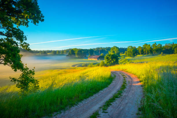 istock Golden Pathways: Serene Gravel Road in the Summer Sunlight 1525172065