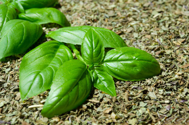 istock Purple and green dried basil as background. 1525174878