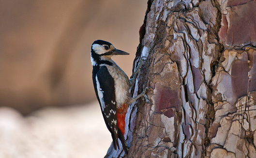 Great Spotted Woodpecker perched on a pine tree in the mountain , nature concept.