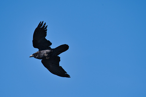 A black crow in the blue sky swooping in full sunny day, natural concept.