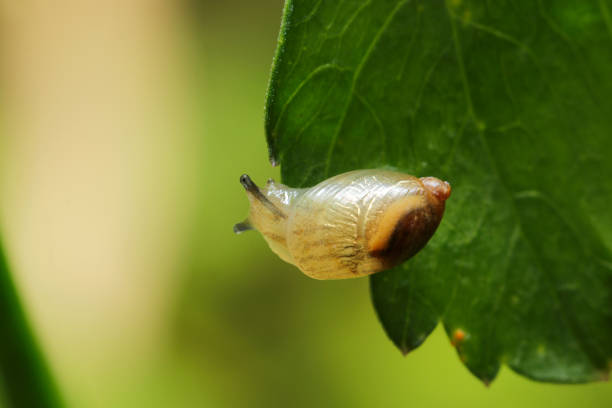 istock Refined Amber Snail that feed on fireflies, 