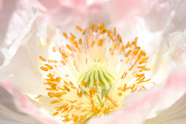 Bright shining white pink Opium poppy flowerhead (Artistic close up macro photograph)