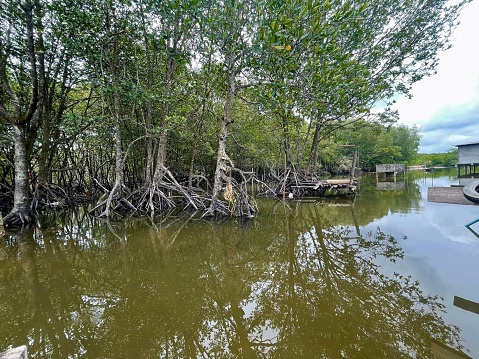close up mangrove in Thailand