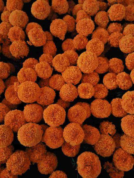 istock A group of orange flowers 1525204375