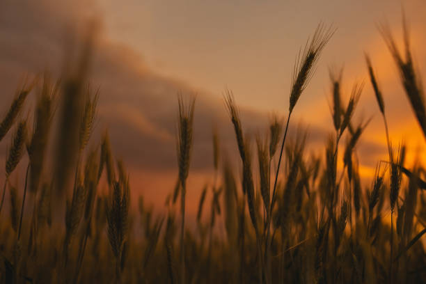 Wheat