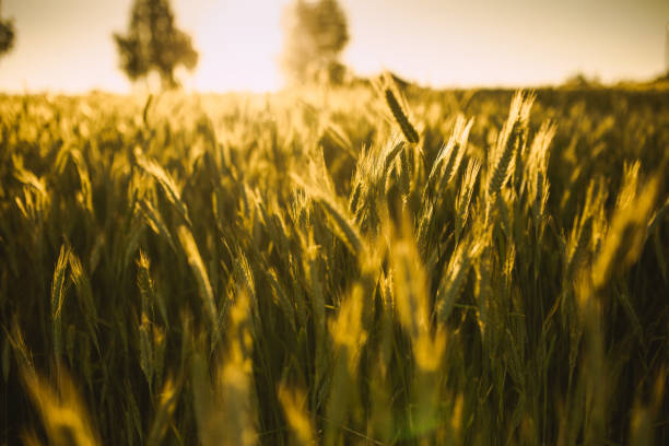 Wheat