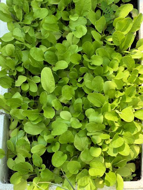 istock bog choy plant in nature garden 1525217515