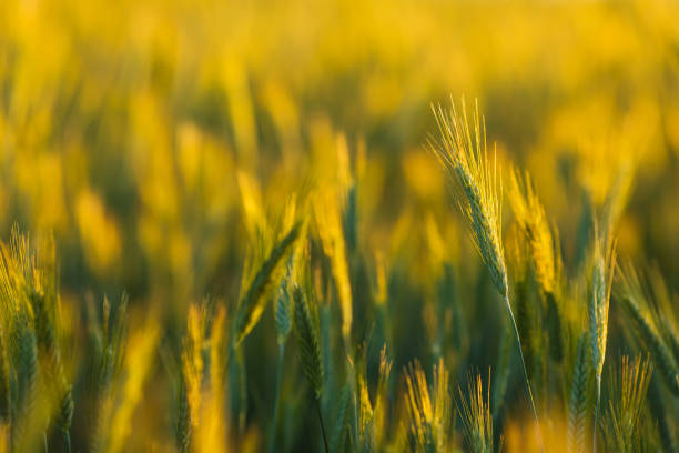 Wheat on the field. Rye. Sunset light. Sustainable development. Farm