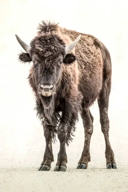 Photo of Bison with High Key Background 1