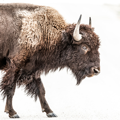 Photo of bison, full length, front legs, profile, very high key, mostly white background, at the Maxwell Wildlife Refuge in Canton, Kansas.