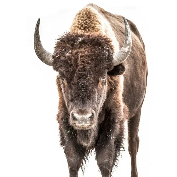 Photo of Bison with High Key Background 5