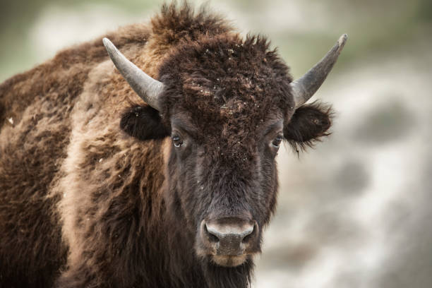 istock Bison Head and Shoulders Portrait 1525223875