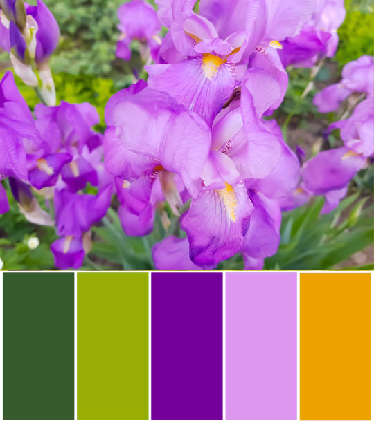 istock Beautiful iris flower, color palette 1525243240