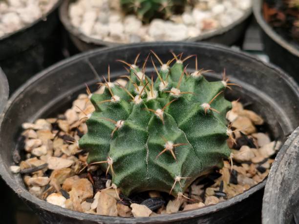 istock gymnocalycium mihanovichii cactus 1525253180