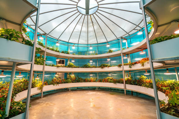 istock Shouguang ecological vegetable greenhouse interior scene 1525266482