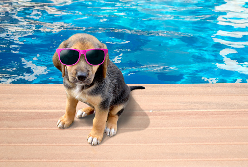 Portrait of young dog with sunglasses at hotel pool
