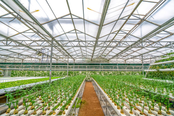 istock Shouguang ecological vegetable greenhouse interior scene 1525281573