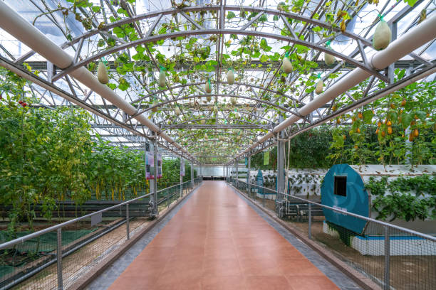 istock Shouguang ecological vegetable greenhouse interior scene 1525294813