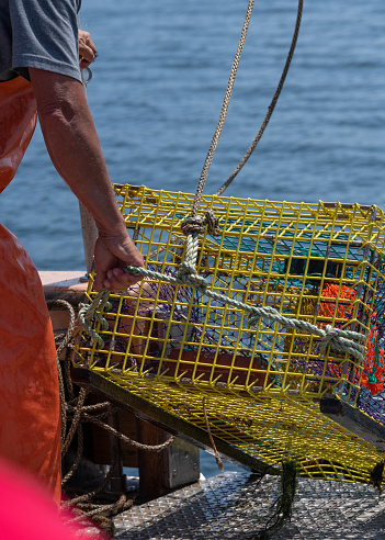 Fishing for lobsters with traps on boat with fishermen