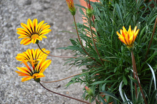Gazania flowers growing in containers