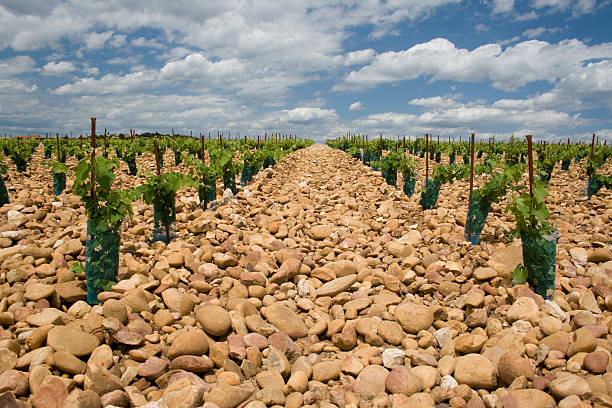 Chateauneuf-du-Pape, France vineyard