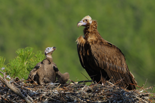 Black Vulture (Cinereous Vulture) with chick in nest. Shot taken with a Canon Mark III and Canon 500mm f/4