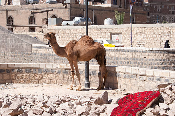 istock Camel tied to a lampost 152533362
