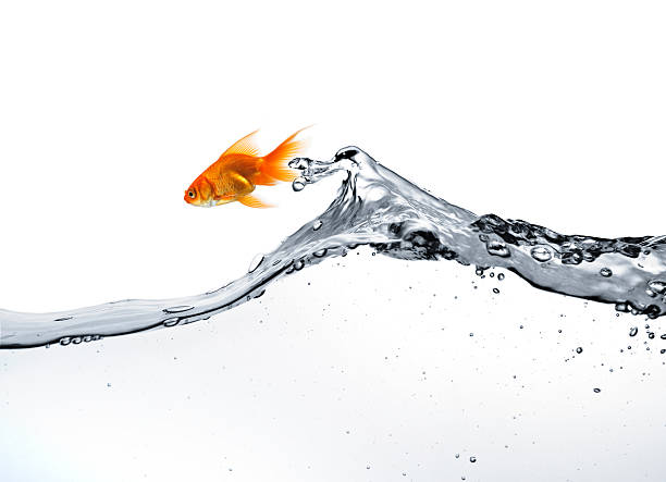 peixinho pulando fora da água - freedom fish water jumping - fotografias e filmes do acervo