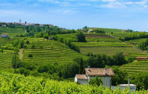 Small house immersed in vineyards in summer in brda region in slovenia