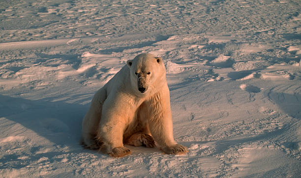 istock Polar bear in Canadian Arctic 152533794