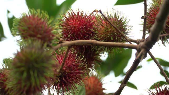 Rambutan fruits hanging on the tree with blowing of wind.