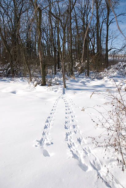 Tracks in fresh snow leading from tree stock photo
