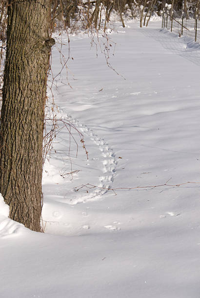 Tracks in fresh snow, just past tree stock photo