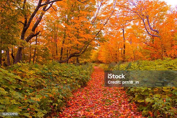 W Drodze Na Jesień - zdjęcia stockowe i więcej obrazów Czerwony - Czerwony, Dorosły, Drzewo