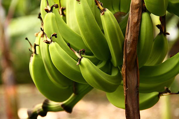 Closeup of a green banana bunch in a plantation Bunch of bananas on a banana tree- photo taken in Ecuador plantain stock pictures, royalty-free photos & images